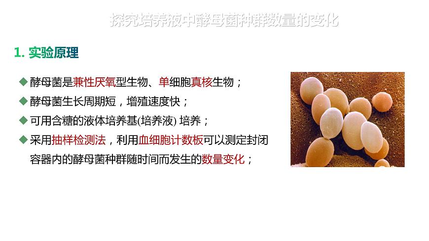 1.2.2 培養(yǎng)液中酵母菌種群數(shù)量的變化-2023-2024學(xué)年高二生物人教版選擇性必修2課件第4頁