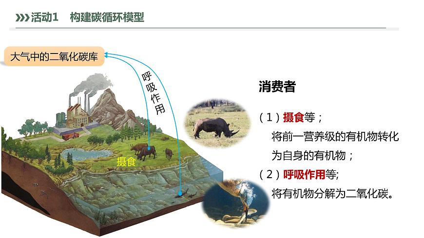 3.3.1 生態(tài)系統(tǒng)的物質(zhì)循環(huán)及與能量流動(dòng)的關(guān)系-2023-2024學(xué)年高二生物人教版選擇性必修2課件第8頁(yè)