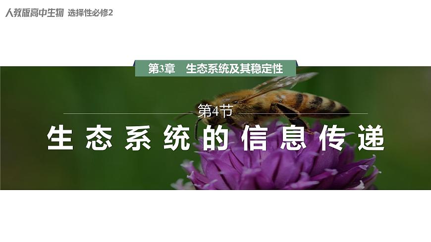 3.4  生態(tài)系統(tǒng)的信息傳遞-2023-2024學(xué)年高二生物人教版選擇性必修2課件第1頁