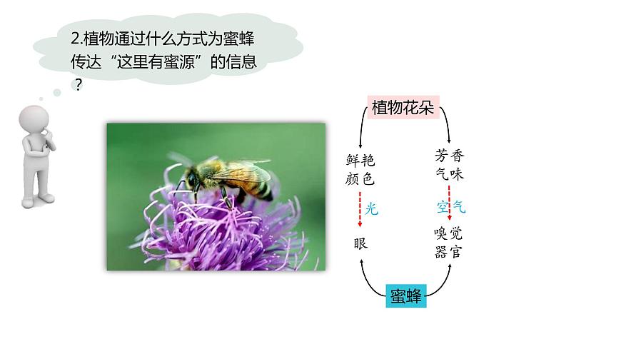 3.4  生態(tài)系統(tǒng)的信息傳遞-2023-2024學(xué)年高二生物人教版選擇性必修2課件第5頁
