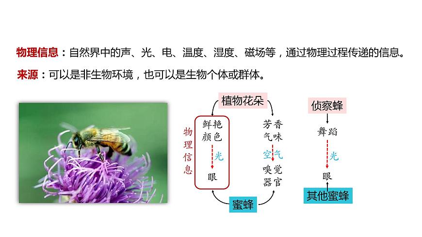 3.4  生態(tài)系統(tǒng)的信息傳遞-2023-2024學(xué)年高二生物人教版選擇性必修2課件第8頁