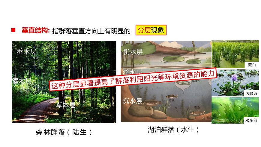 2.1.2 群落的空間結(jié)構(gòu)、季節(jié)性、生態(tài)位及研究土壤中小動(dòng)物類(lèi)群的豐富度-2023-2024學(xué)年高二生物人教版選擇性必修2課件第5頁(yè)