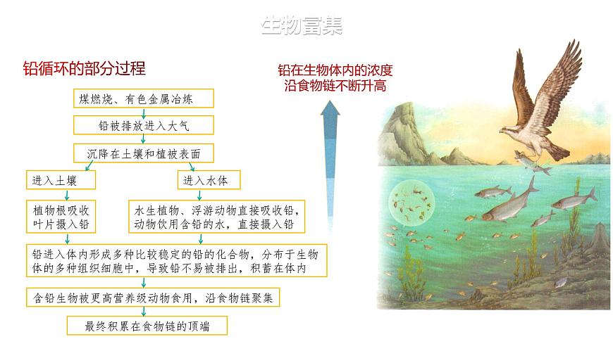 3.3.2 生物富集及探究土壤微生物的分解作用-2023-2024學(xué)年高二生物人教版選擇性必修2課件第6頁(yè)
