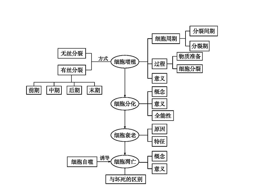 生物高中必修一第6章《本章綜合與測(cè)試》ppt課件4-統(tǒng)編人教版第2頁(yè)