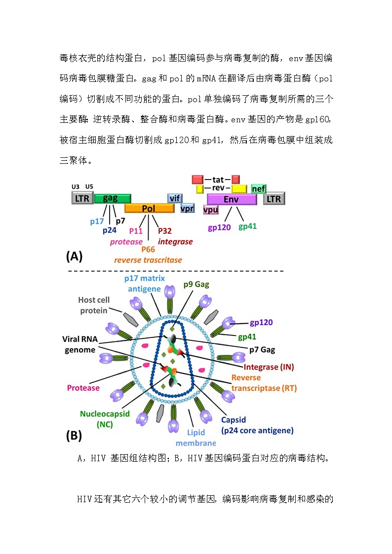 备课素材(知识点):HIV生命周期 高中生物学选择性必修一第2页