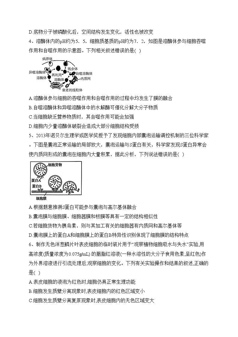 湖北省武汉市新洲区部分学校2024届高三上学期期中联考生物试卷(含答案)02