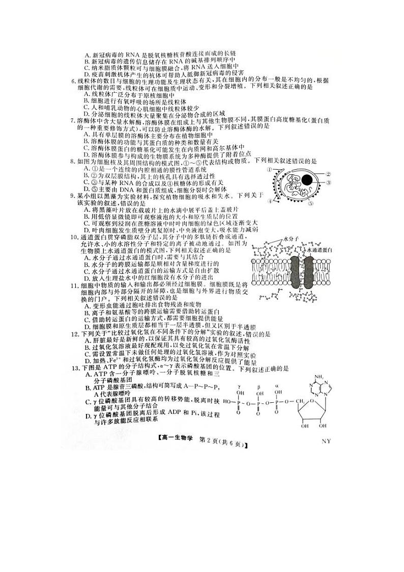 河南省新未来联考2023-2024学年高一上学期12月质量检测生物试题(PDF版附解析)02
