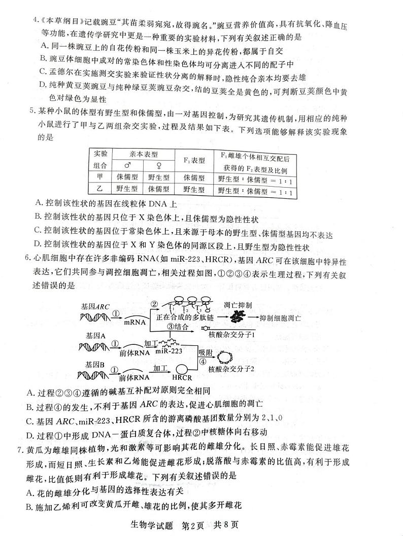 2024八省八校T8联考高三第一次学业质量评价生物试题PDF版含解析02