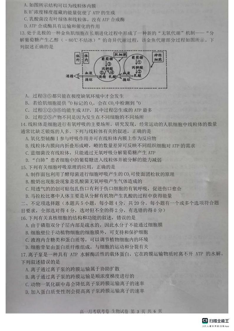 2024开封五县联考高一上学期12月期中考试生物PDF版含答案第3页