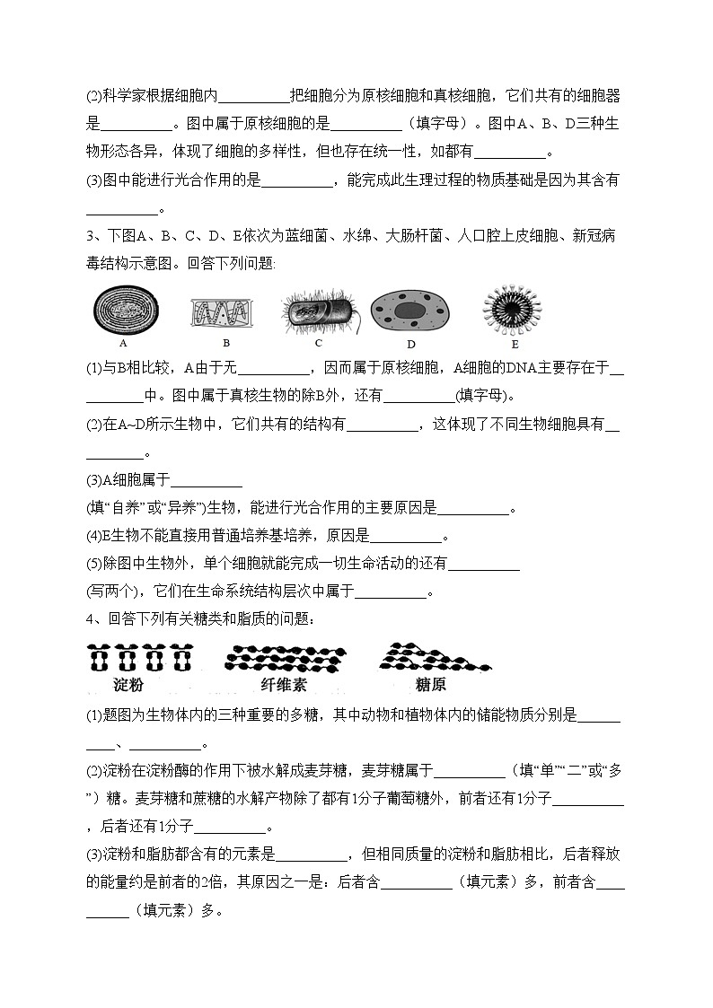 北镇市高级中学2023-2024学年高一上学期期中考试前大卷专项训练生物试卷(含答案)02