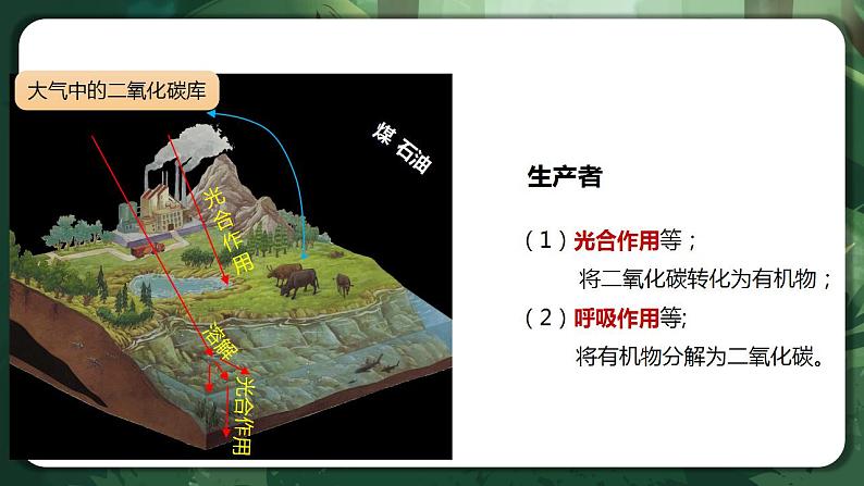 【名师特供】3.3.1《生态系统的物质循环(第1课时) 课件+练习(原卷+解析卷)06