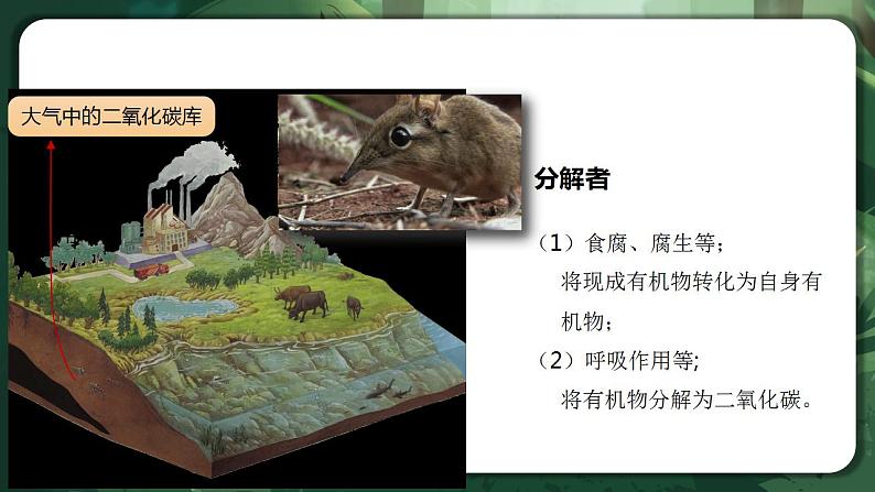 【名师特供】3.3.1《生态系统的物质循环(第1课时) 课件+练习(原卷+解析卷)08