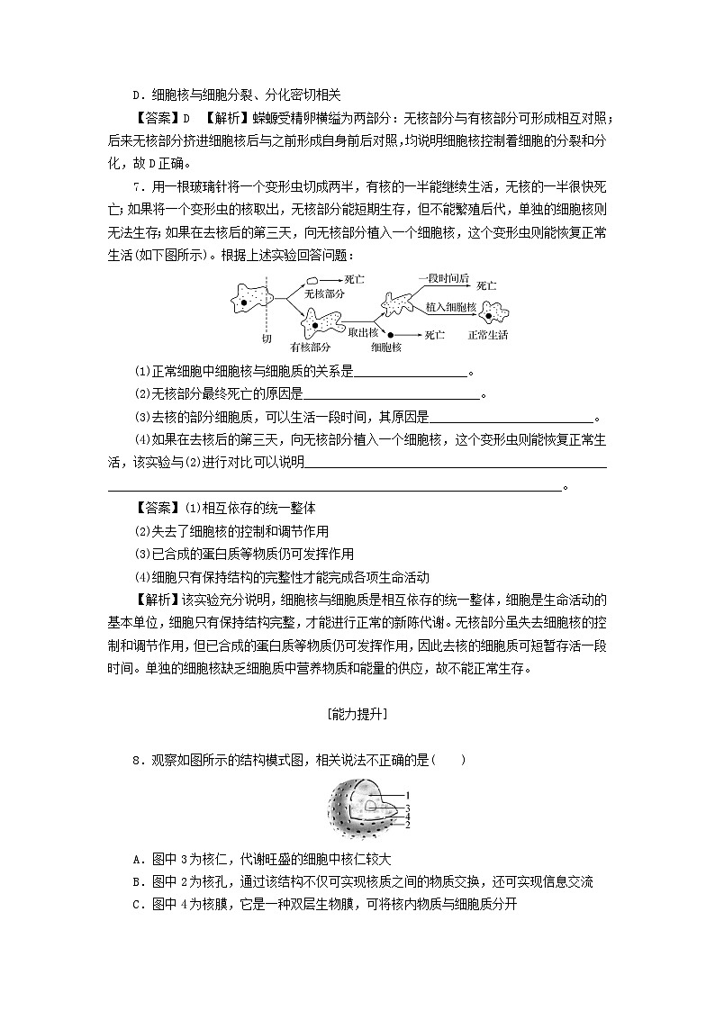 新教材2024版高中生物第3章细胞的基本结构第3节细胞核的结构和功能课后提能集训试题新人教版必修103