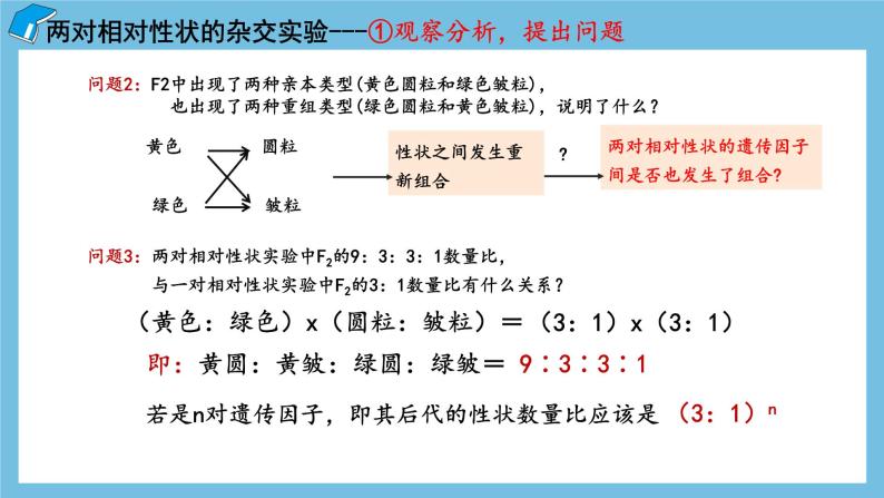 1.2《孟德尔的豌豆杂交实验（二）（第1课时）》课件 人教版高中生物必修二08