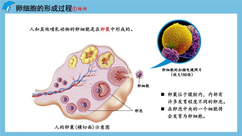 2.1《减数分裂和受精作用（第2课时）》课件 人教版高中生物必修二05