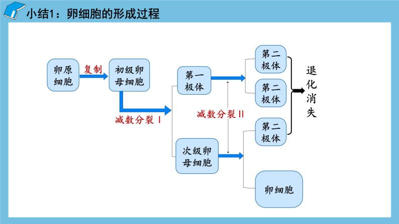 2.1《减数分裂和受精作用（第2课时）》课件 人教版高中生物必修二08