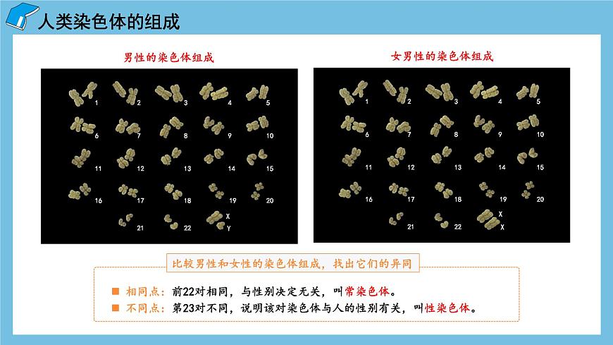2.3《伴性遺傳（第1課時(shí)）》課件 人教版高中生物必修二第5頁(yè)