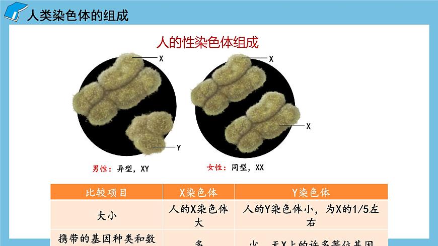 2.3《伴性遺傳（第1課時(shí)）》課件 人教版高中生物必修二第6頁(yè)