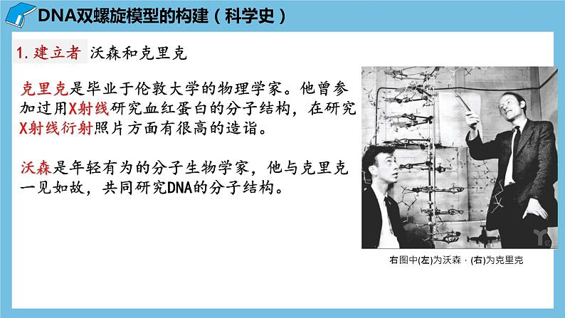 3.2《DNA的结构》课件 人教版高中生物必修二第4页