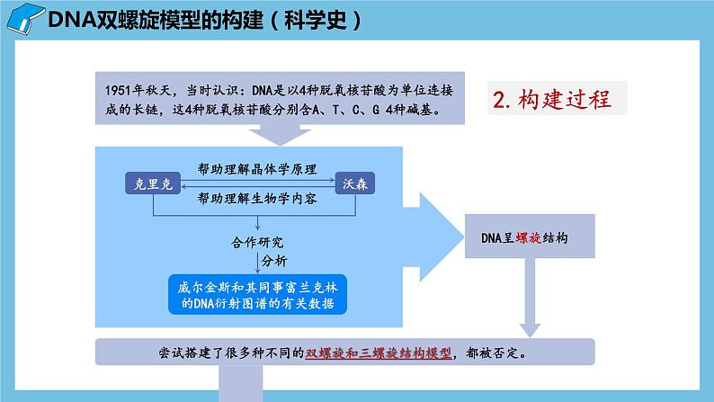 3.2《DNA的结构》课件 人教版高中生物必修二第5页