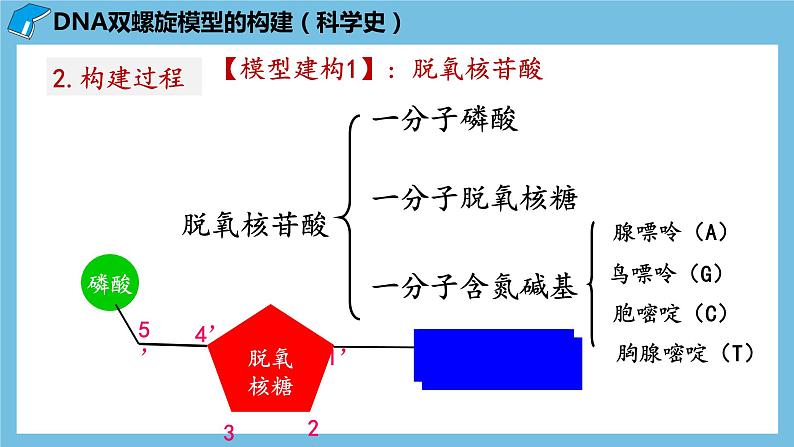3.2《DNA的结构》课件 人教版高中生物必修二第6页
