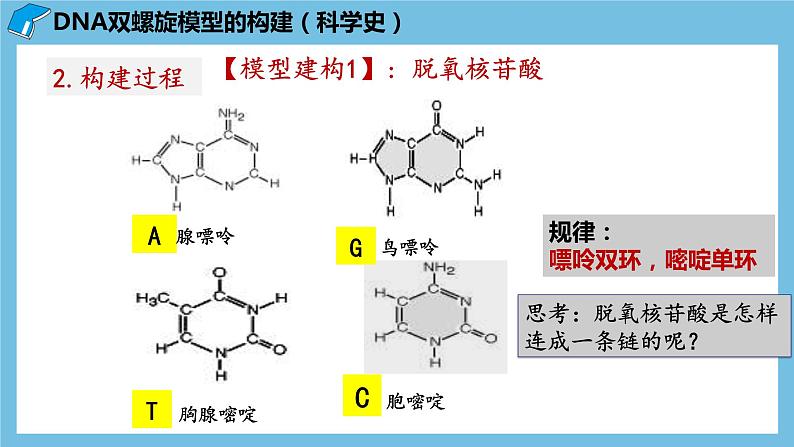 3.2《DNA的结构》课件 人教版高中生物必修二第7页