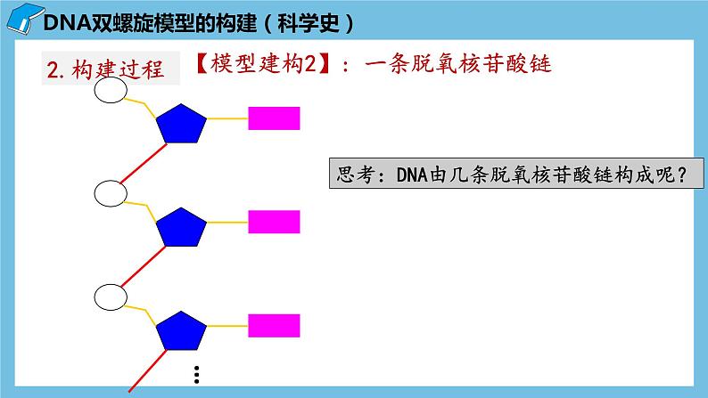 3.2《DNA的结构》课件 人教版高中生物必修二第8页