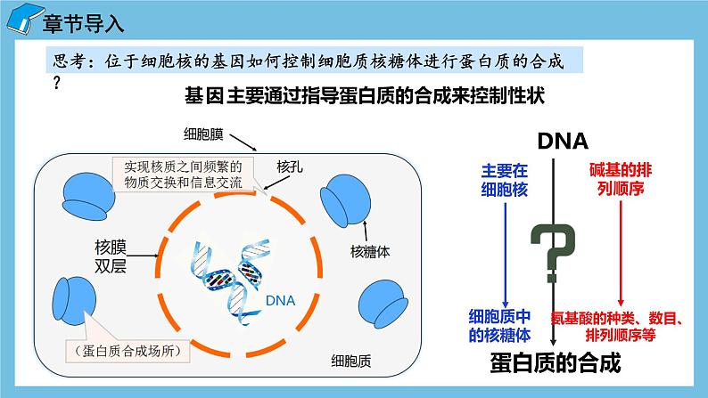 4.1《基因指导蛋白质的合成(第1课时)》课件 人教版高中生物必修二第4页
