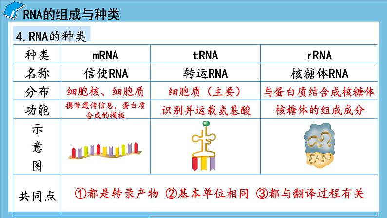 4.1《基因指导蛋白质的合成(第1课时)》课件 人教版高中生物必修二第8页