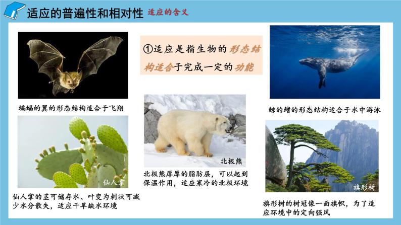 6.2《 自然选择与适应的形成》课件 人教版高中生物必修二04