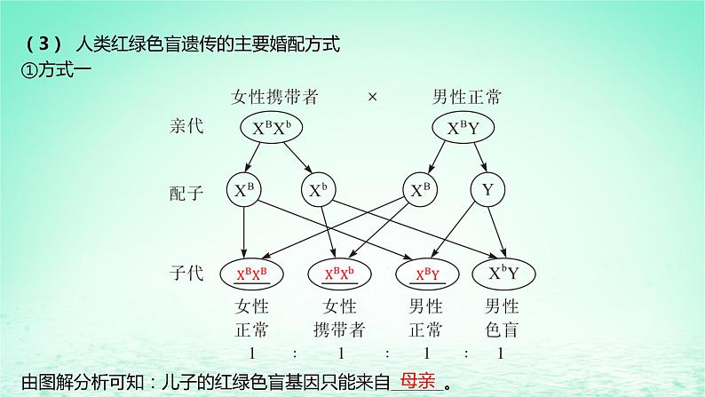江苏专版2023_2024学年新教材高中生物第2章基因和染色体的关系第3节伴性遗传课件新人教版必修207