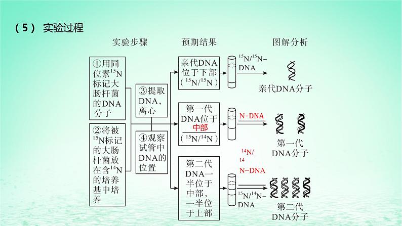 江苏专版2023_2024学年新教材高中生物第3章基因的本质第3节DNA的复制课件新人教版必修2第8页