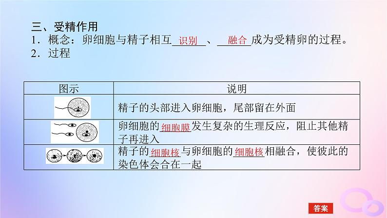 2024版新教材高中生物第2章基因和染色体的关系第1节减数分裂和受精作用第2课时减数分裂和受精作用课件新人教版必修207