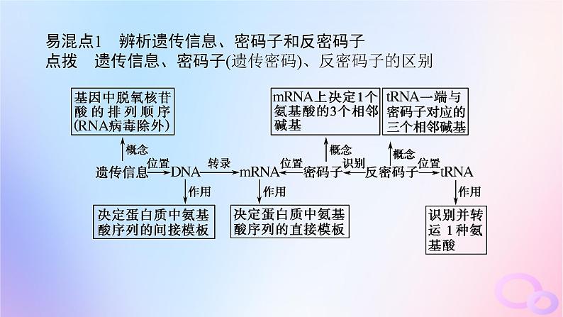 2024版新教材高中生物第4章基因的表达章末排查强化课件新人教版必修204
