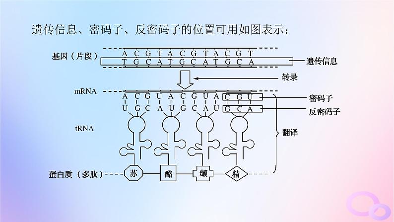 2024版新教材高中生物第4章基因的表达章末排查强化课件新人教版必修205