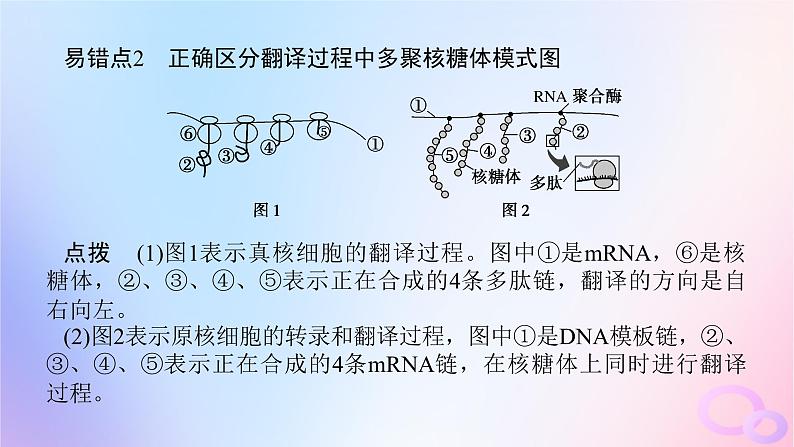 2024版新教材高中生物第4章基因的表达章末排查强化课件新人教版必修208
