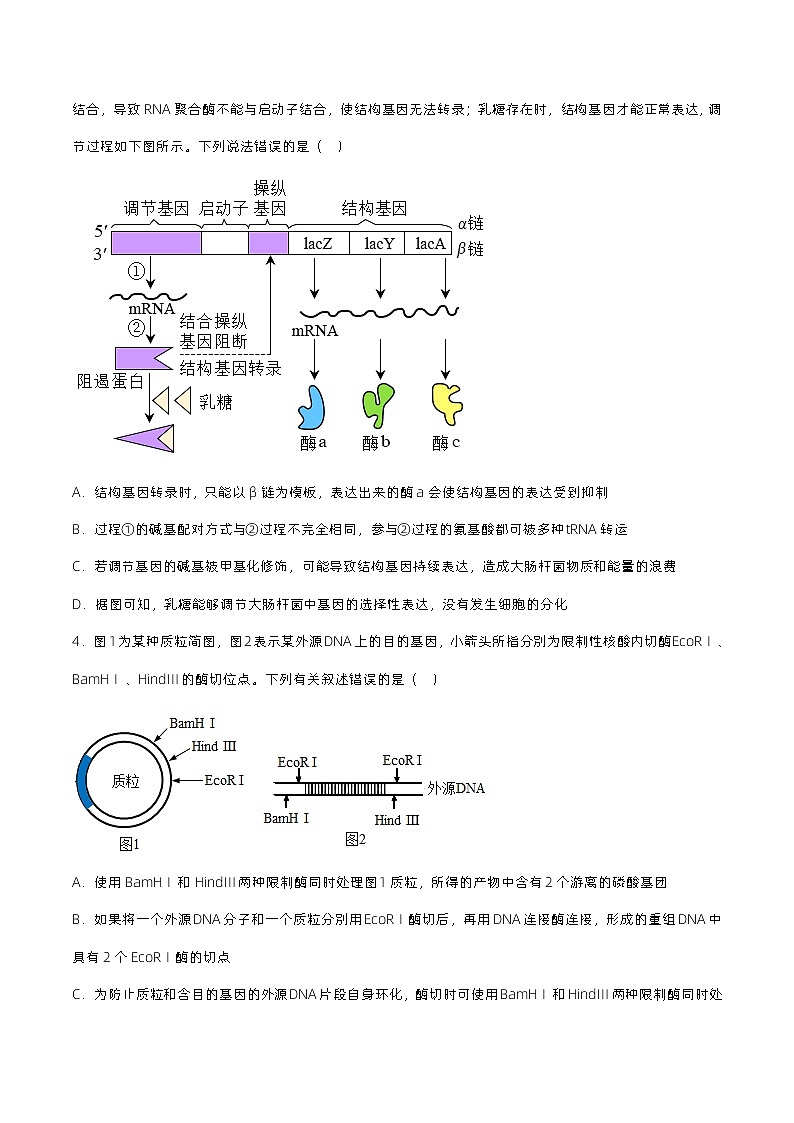 3.2.1《基因工程的基本操作程序》分层练习(原卷+解析卷)02