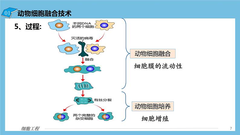 【名师特供】2.2.2《动物细胞融合技术与单克隆抗体》 课件 人教版高中生物选修三07