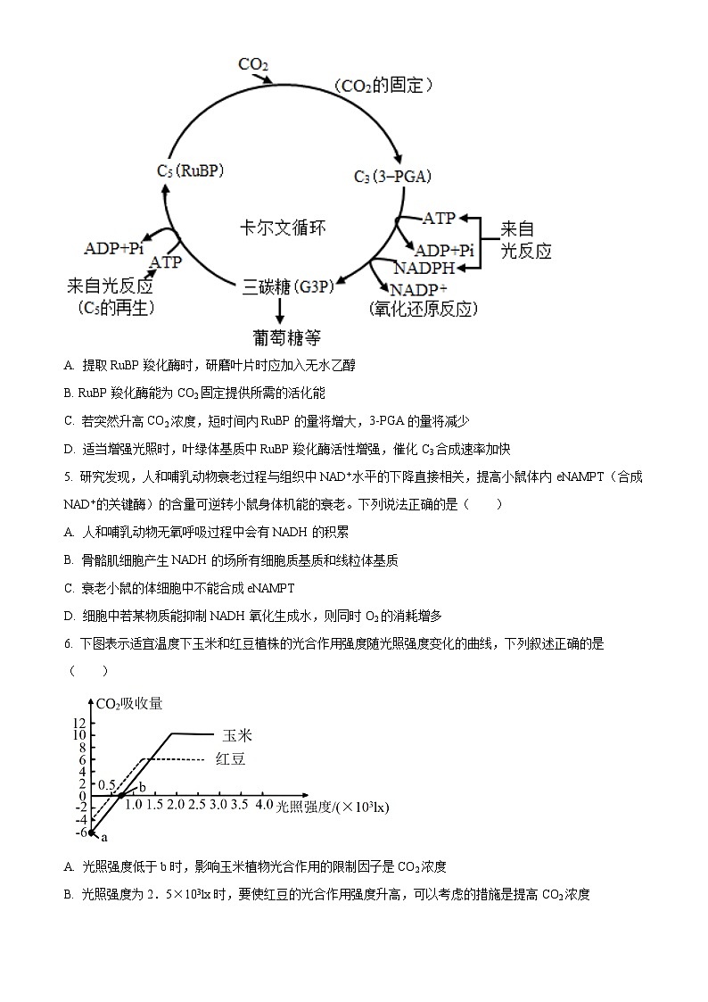 精品解析:2024届山东省名校高三模拟预测生物试题(原卷版)第2页