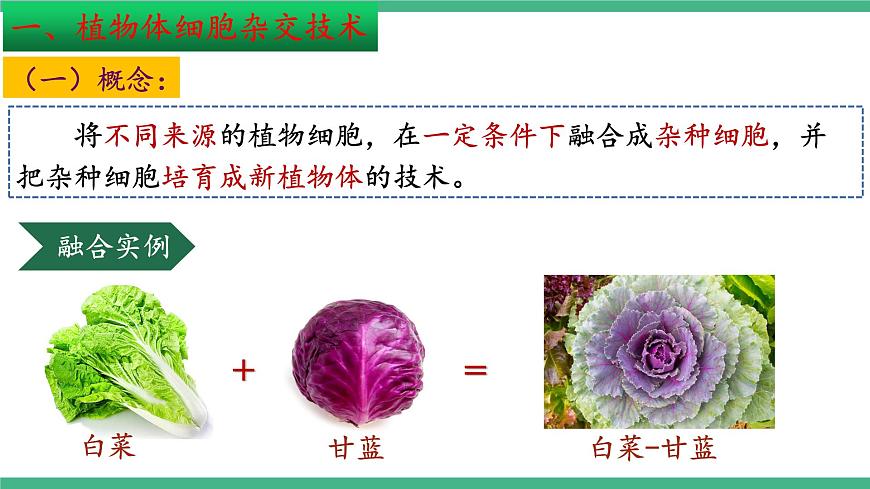 【名師特供】2.1《植物細(xì)胞工程》（第2課時(shí)） 課件 人教版高中生物選修三第5頁