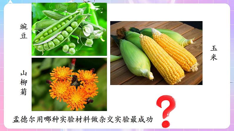 1.1《孟德尔的豌豆杂交实验(一)》(第1课时) 课件 人教版高中生物必修二第7页