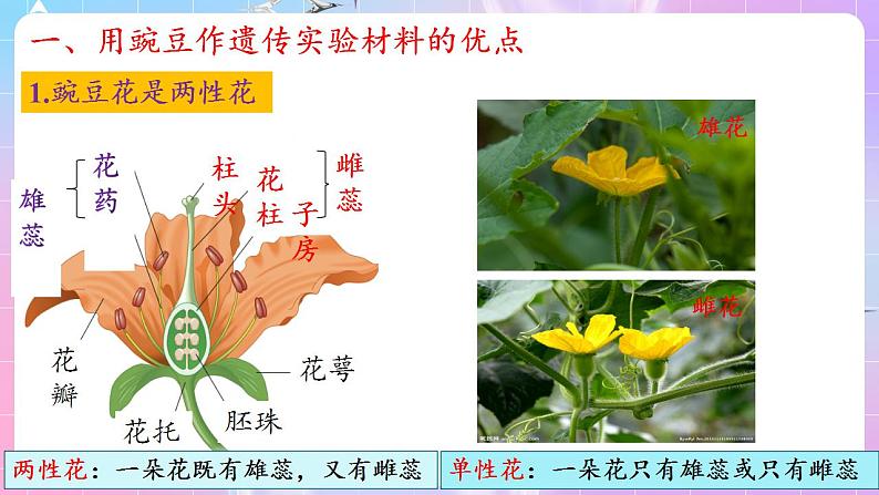 1.1《孟德尔的豌豆杂交实验(一)》(第1课时) 课件 人教版高中生物必修二第8页