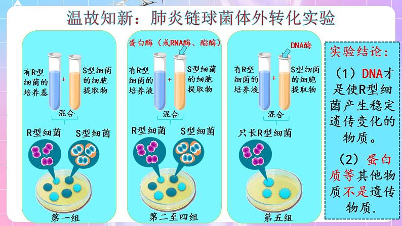 3.1《DNA是主要的遗传物质》(第2课时) 课件 人教版高中生物必修二04