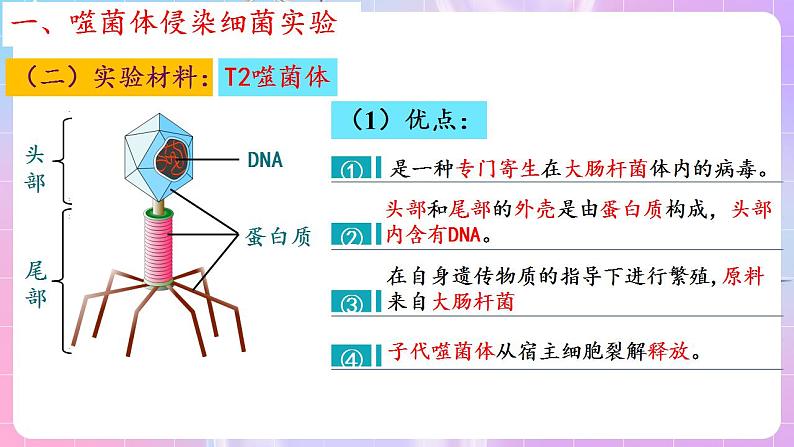 3.1《DNA是主要的遗传物质》(第2课时) 课件 人教版高中生物必修二08