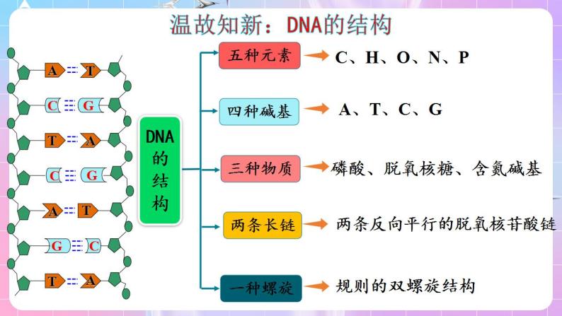 3.2《DNA的结构》（第2课时） 课件 人教版高中生物必修二03