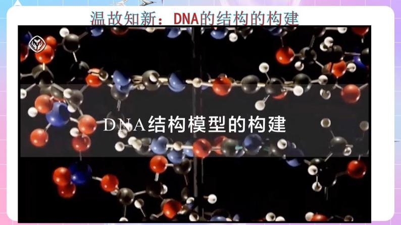3.2《DNA的结构》（第2课时） 课件 人教版高中生物必修二04