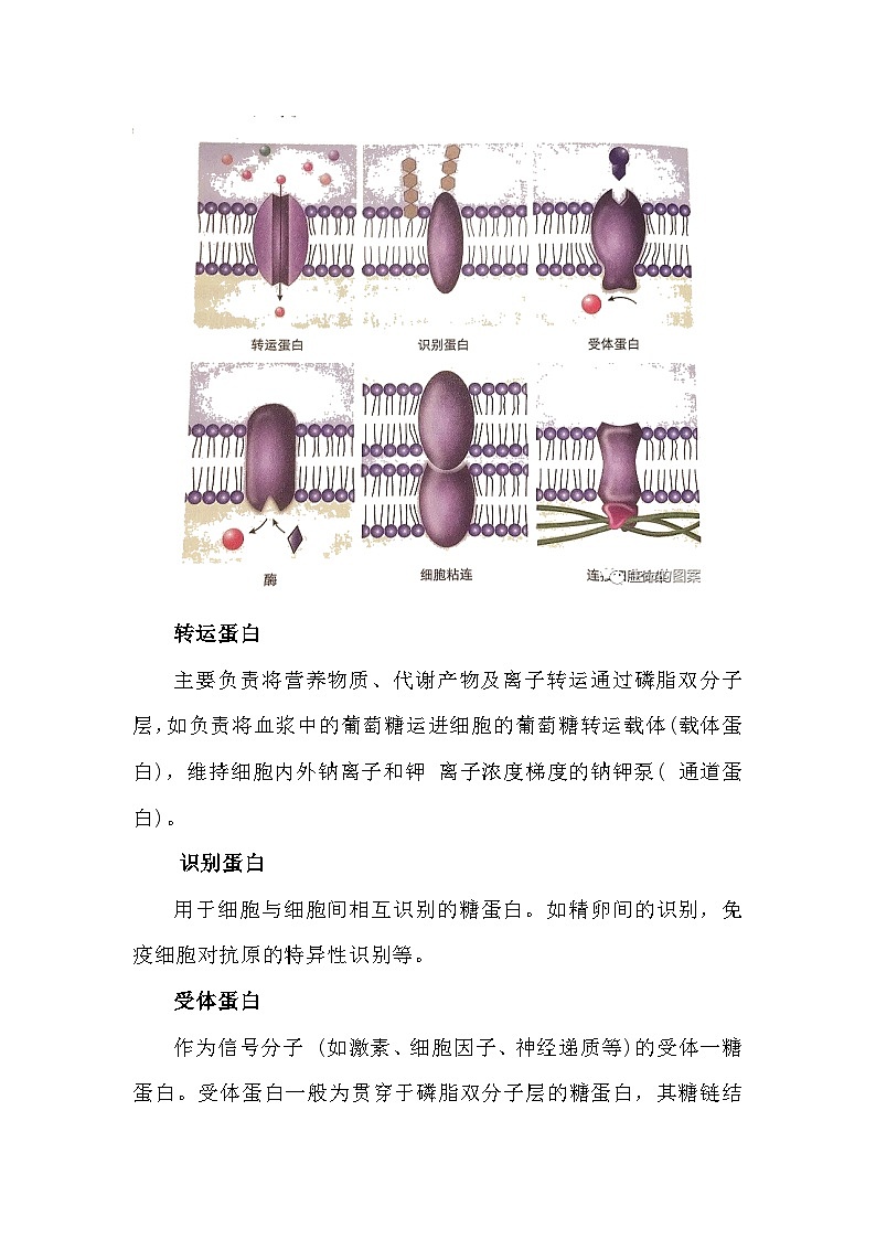 备课素材知识点:膜蛋白的种类和功能- 高中生物人教版必修1第2页