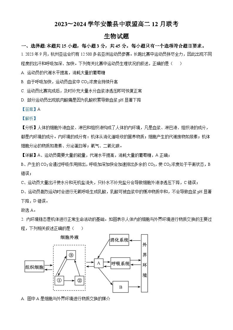 2024安徽省县中联盟高二上学期12月联考生物试题含解析01