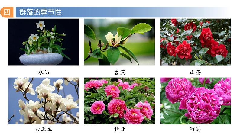 2.1 群落的结构(第三课时)-2023-2024学年高二生物同步精品课件(人教版选择性必修第二册)第5页