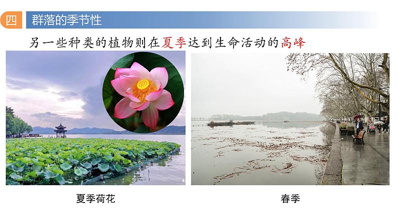 2.1 群落的结构(第三课时)-2023-2024学年高二生物同步精品课件(人教版选择性必修第二册)第6页